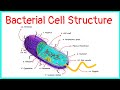 Bacterial cell  structure  functions 
