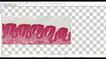 Microscope camera software Live Image Stitching