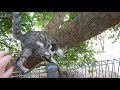 Australian Mist cats like climbing trees at 3mths old の動画、YouTube動画。
