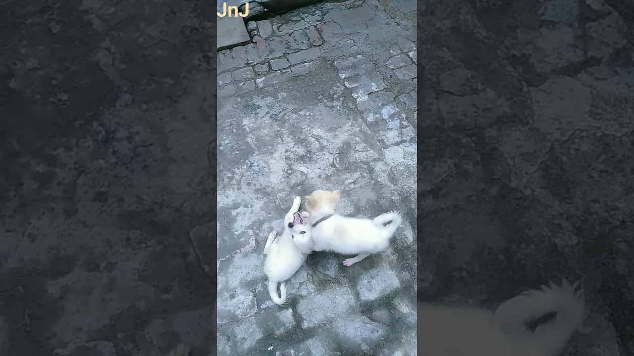 Hilarious Dog Fight New Part-1 with Original Dog Sound 