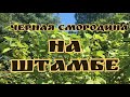 Чёрная Смородина На Штамбе!!!