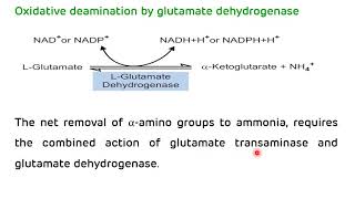 Transamination and Deamination || Formation of Ammonia || NEET PG Biochemistry || Dr Amit Maheshwari