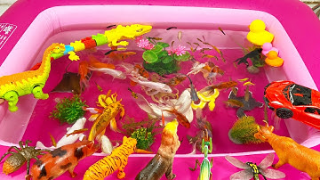 Động Vật Dễ Thương,Khủng Long,Hổ,Bò,Chó,Lợn,Chuồn Chuồn,Cá Heo,Cá Mập,Thằn Lằn,Cá Koi,Cua,Ghẹ,Animas