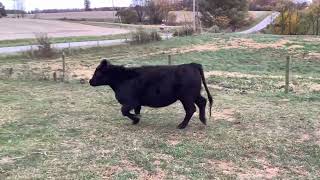 Replace Female Sale 2024 Grimwood Consignments