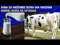 AINA ZA NG OMBE BORA WA MAZIWA NA MBINU BORA ZA UFUGAJI Friesian Cow Dairycow Dairyfarming AINA ZA NG OMBE BORA WA MAZIWA NA MBINU BORA ZA UFUGAJI Friesian Cow Dairycow Dairyfarming