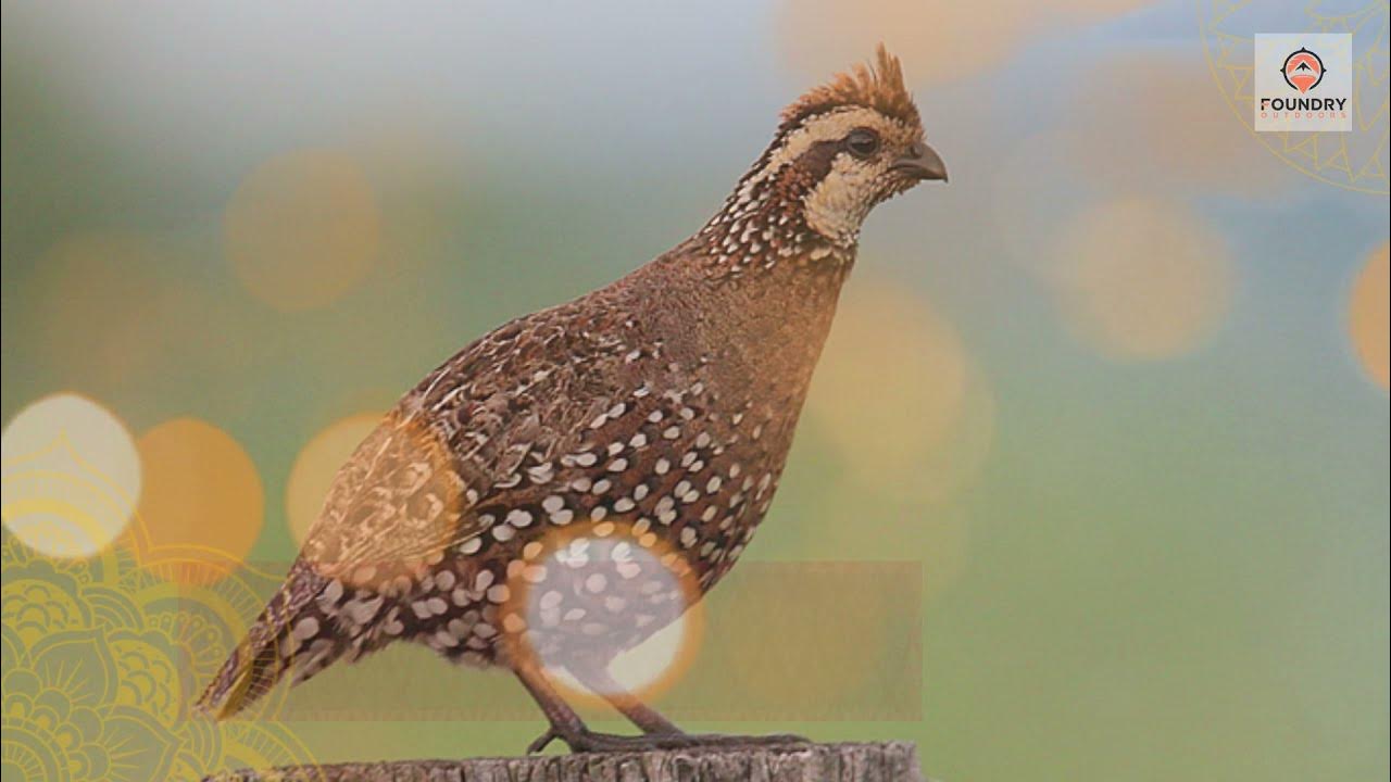 Quail Hunting Tips for Beginners YouTube