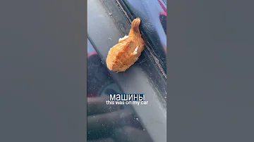 Чудовищная ЛОХМАТАЯ ГУСЕНИЦА напугала людей