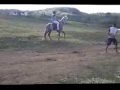 cavalo brabo