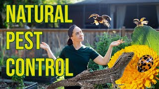 Natural Pest Control Methods for the Garden - Keep Bugs From Ruining Your Harvest Without Pesticides by Forever Food Forest 30,767 views 11 months ago 11 minutes, 1 second