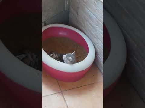 Videó: Hogyan Kell WC-vel Kiképezni Egy Cicát