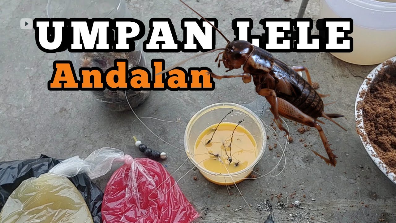Umpan Andalan Mancing Lele kolam Harian