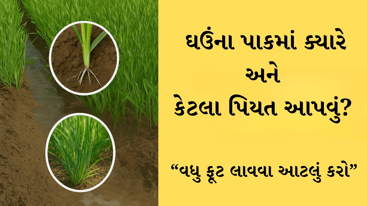 ઘઉંના પાકમાં ક્યારે અને કેટલા પિયત આપવા? | વધુ ફૂટ લાવવા આટલું કરો | ઘઉં | ઘઉંમાં પિયત