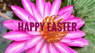 water Lilly #malanadwayanad screenshot 1