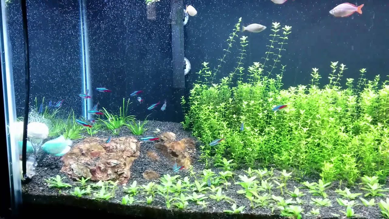 video phone lyrics Return from vacation update