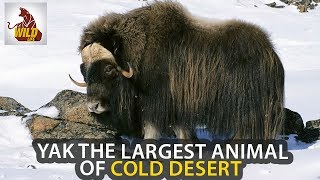 Domestic Animals | Yak The Largest Animal of Cold Desert | Wild Animals | Wildlife
