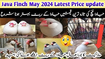 Java Finch May 2024 Latest Price Update | Java Sparrow New Latest Price |جاوا کے ریٹ بہتر ہونا شروع