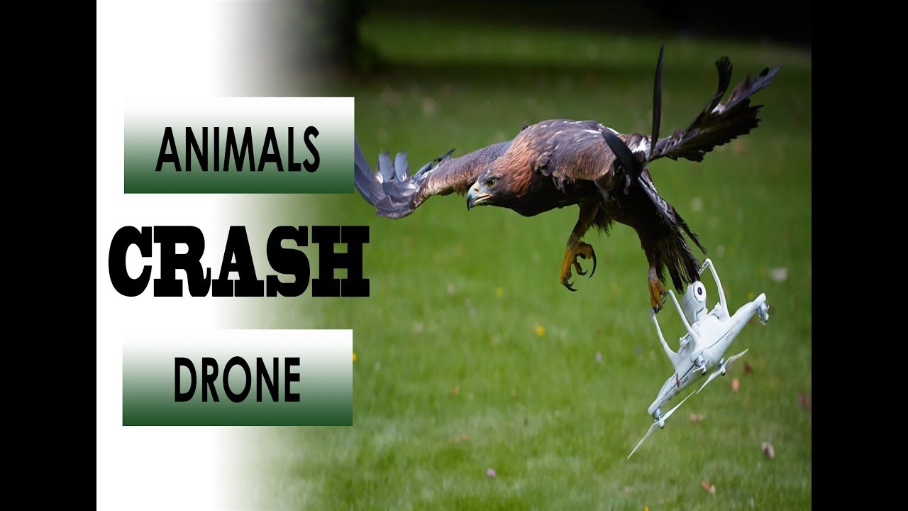 Animals Crash  Drone (Drone Fails)