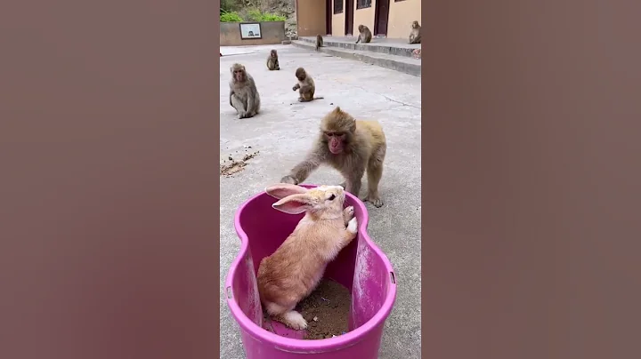 Monkey lifestyle living at home,  #short