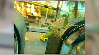 Praying Mantis insect Jamming to Red Hot Chilli Peppers   [4K]