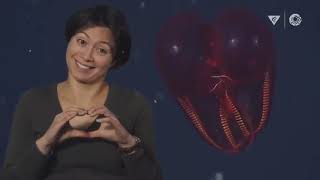 MBARI's Top 10 deep sea animals