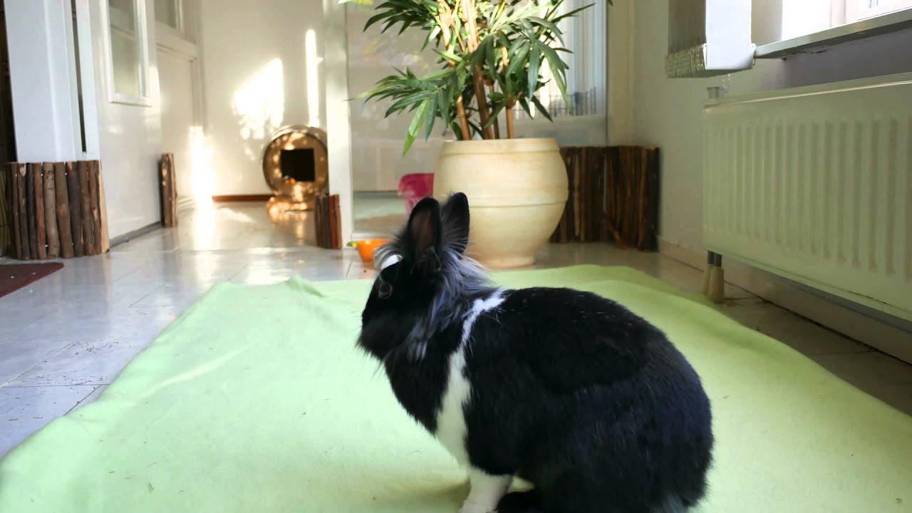 Buns doing their Morning Exercise