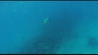 Juno Pier Reef - 6/22/2015 by Maximo Trinidad 281 views 8 years ago 1 minute, 16 seconds