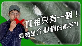 介殼蟲大量出沒！分分鐘帶你了解常見的植物病蟲害！ |宅栽|