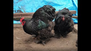 Cochin Black (large fowl) - the best and biggest Cochin