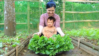 Harvesting vegetables to sell at the market, making shelves for dishes, taking care of my daughter