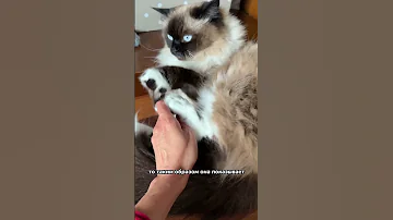 Почему кошка делает нежный кусь?