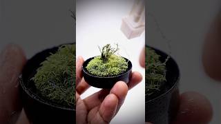 Mini grassland terrarium after one year