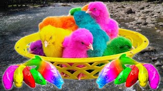 Tangkap Ayam Lucu, Ayam Warna Warni, Ayam Rainbow Gokil, Kelinci, Bebek, ikan hias, Animal Cute 343 by Rumah Sato  2,674 views 5 months ago 6 minutes, 45 seconds