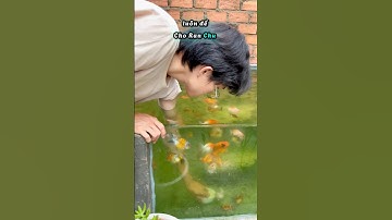 Cái chén thần kỳ trong hồ cá ranchu #goldfish #ranchu #fish
