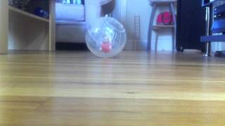 Bubble Bird - Pink Parakeet Runs in Ball screenshot 5