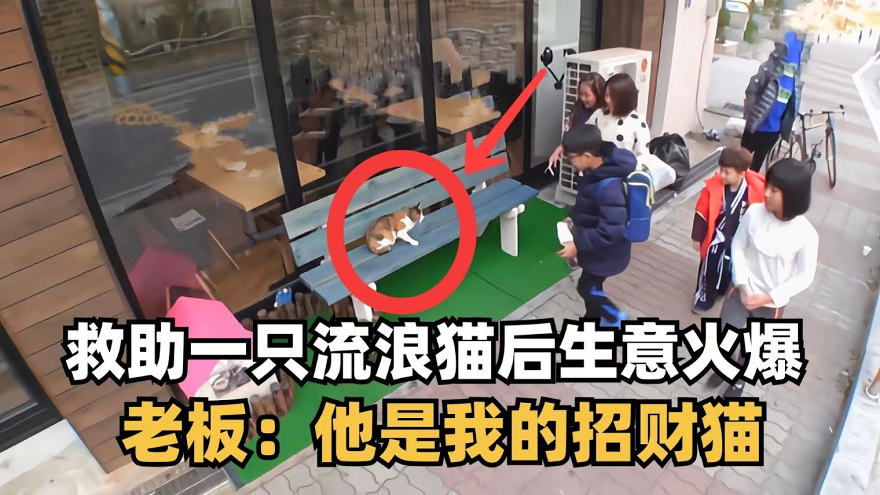 救助一只流浪猫后，店里的生意异常火爆，老板：这真是一只招财猫啊！ - YouTube