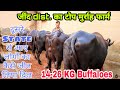 सुपर से ऊपर, Pure Top Quality Murrah Buffaloes at Randeep Malik Dairy Farm