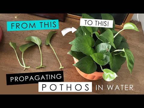 PROPAGATING A POTHOS IN WATER - detailed root growth & progress!