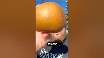 When to pick Asian Pears. #garden #pear #ripe #shorts