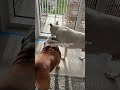 DOGS BE LIKE 😂 #comedy #dogs #pitbull #englishbulldog #dogmom #dogparents #dogprobs #dogowner