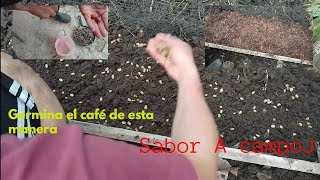 Germinación y semilleros de café - TvAgro por Juan Gonzalo Angel Restrepo 