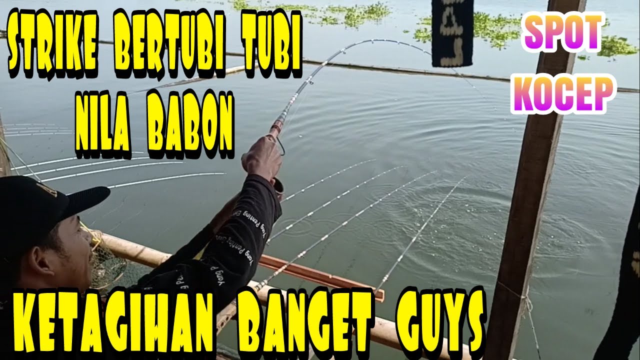 Mancing Cirata Setrike Nila Babon Bertubi Tubi Ketagihan Banget Youtube