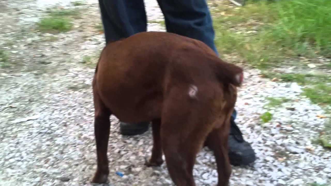 Sweet pit bull dumped with its tail cut off YouTube