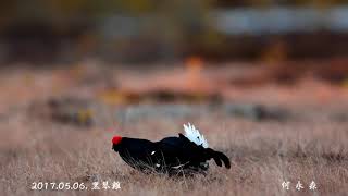 Full 20170506黑琴雞4K News