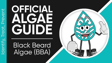 Aquascapeguide - Get Rid of Black Beard Algae in 2024 with THIS Guide!