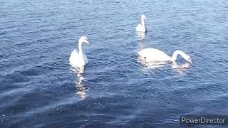 Славянск.28.11.23. Для вас‼️Тур по городу. ❄️🦢Кормление лебедей на озере.