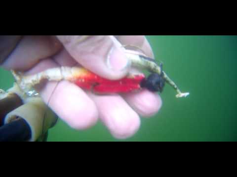 Снасти найденные под водой. Попытка подводной охоты.