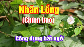 Cây Nhãn Lồng (Chùm Bao) và những công dụng đối với sức khoẻ | Hằng Lê HG85