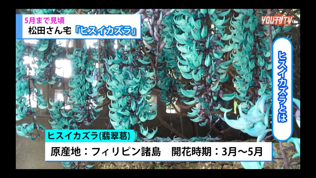 5月まで見頃 読谷村高志保 松田さん宅 ヒスイカズラ 年4月2日 木 Youtube