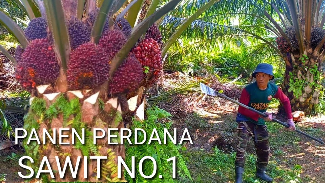 panen sawit unggul jenis bibit yangambi  kebun sawit terbaik buah sawit numpuk