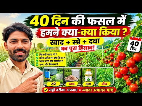 🔥 40 दिन की फसल देख किसान भी हैरान 😱भयंकर ग्रोथ + जबरदस्त फल सेट | tamatar ki kheti | tomato farming